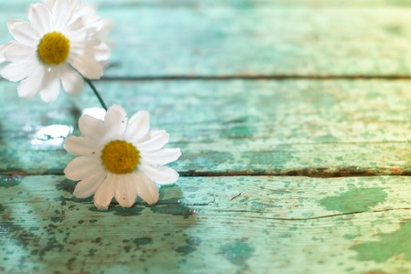 Flowers white daisies on a wooden background oldの写真素材