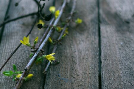 Plant branch with the first green leaves on a wooden boardの写真素材