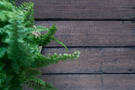 Plant branch with the first green leaves on a wooden boardの写真素材