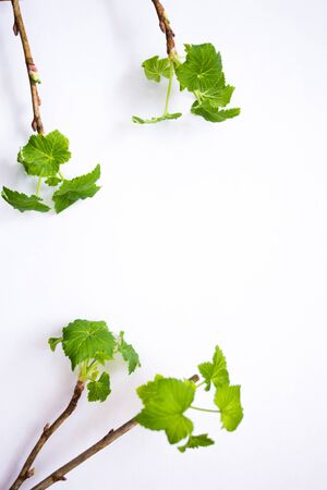 Green leaves on white background.の写真素材