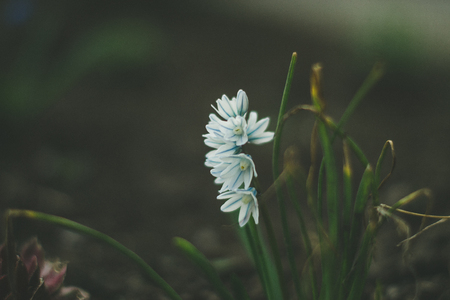 Crocuses in nature on a blurred backgroundの写真素材