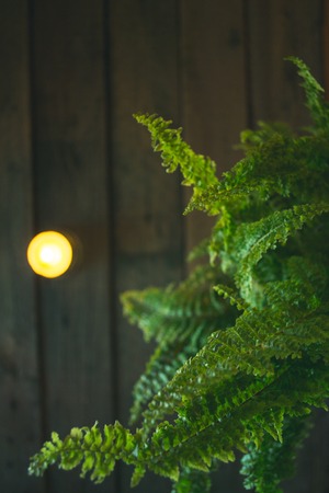 Green fern vase on a wooden backgroundの写真素材