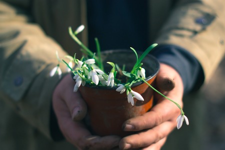 Snowdrops in the hands of a manの写真素材