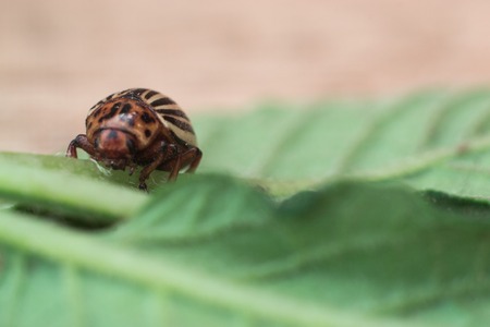Colorado potato beetle on a potato leaf