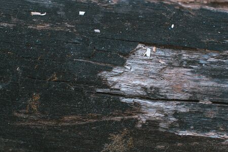 Dry bark of wood background natural abstractの写真素材