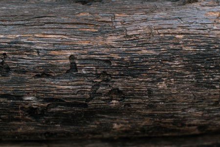 Bark of a tree background