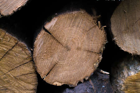 Cross section of the tree macro background