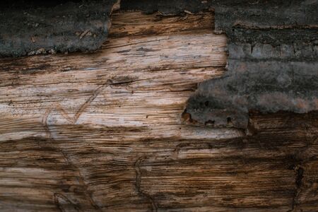 Dry bark of wood background natural abstractの写真素材