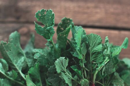 Green radish leaves on a wooden background
