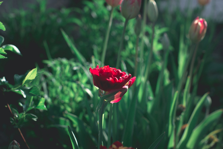 Red flower in the evening sunの写真素材