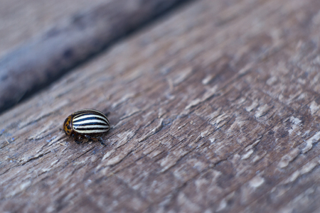 Colorado beetle on leaf macro