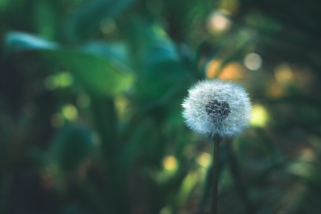 Dandelion in the sun in the spring on a blurred backgroundの写真素材