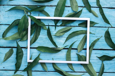 Green leaves of plants on a blue wooden backgroundの写真素材