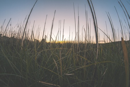 Summer warm sunset against the background of reeds at the pondの写真素材