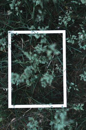 White frame on a background of green leaves in a blurred backgroundの写真素材