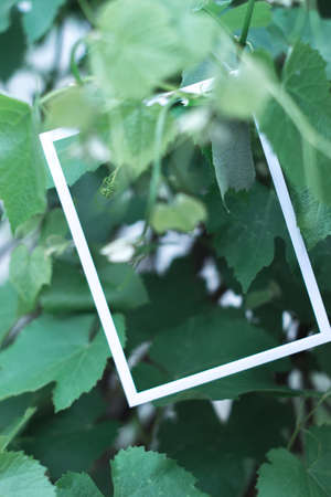 Green leaves background blurred in white frameの写真素材