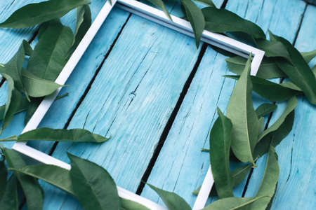 Green leaves of plants on a blue wooden backgroundの写真素材