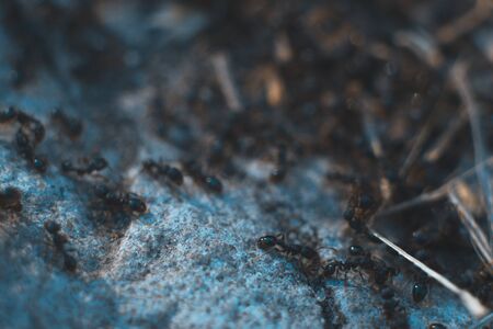 Ants macro alive with a blurred background