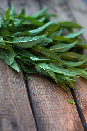 Fresh green mint leaves on a wooden old boardの写真素材