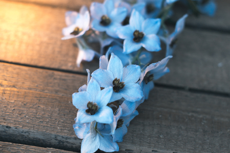 Wildflowers on a wooden dark old backgroundの写真素材