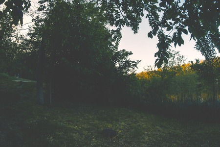 Green summer forest at sunset on a sunny dayの写真素材