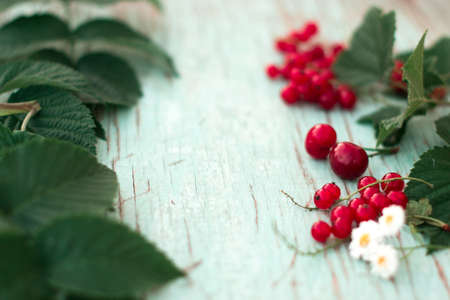 Berries of red currant summer vitamins background crop on blueの写真素材