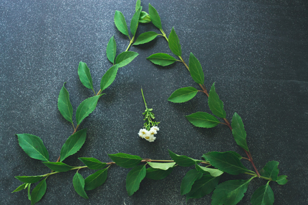 Green branch of a plant frame on a black backgroundの写真素材