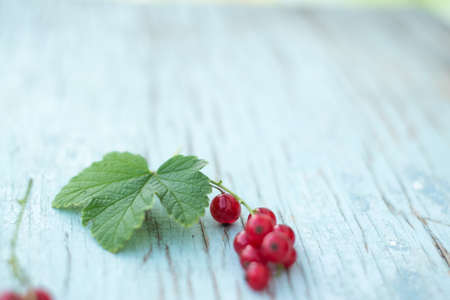 Berries of red currant summer vitamins background crop on blueの写真素材