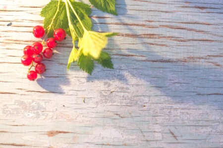 Berries of red currant on a blue wooden backgroundの写真素材