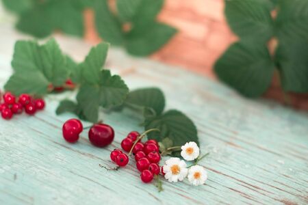 Berries of red currant summer vitamins background crop on blue