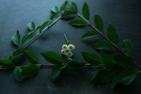 Green branch of a plant frame on a black backgroundの写真素材