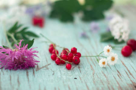 Berries of red currant summer vitamins background crop on blueの写真素材