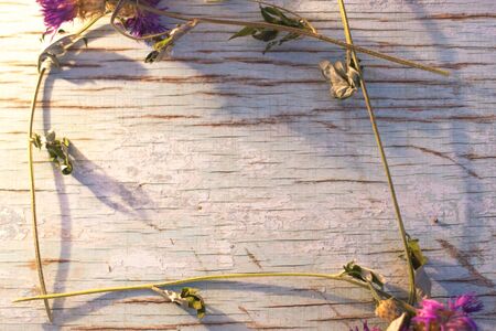 Summer flowers on blue wooden boards in the sunlightの写真素材