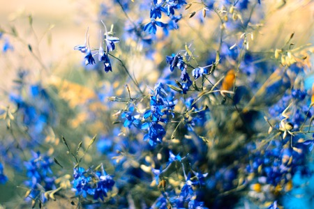 Wildflowers in a vase with a blurred backgroundの写真素材