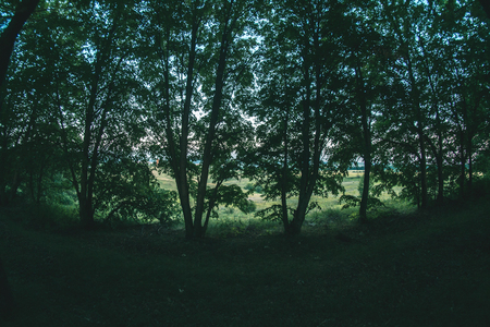 Forest planting in the summer evening landscapeの写真素材