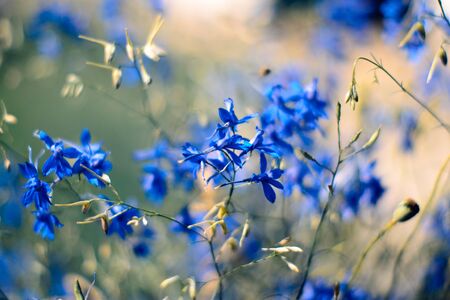 Wildflowers in a vase with a blurred backgroundの写真素材