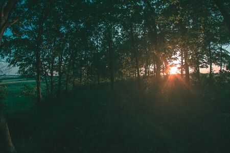 Forest planting in the summer evening landscapeの写真素材