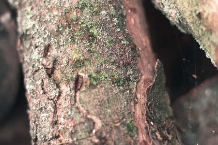 Firewood in a moss background natural textureの写真素材