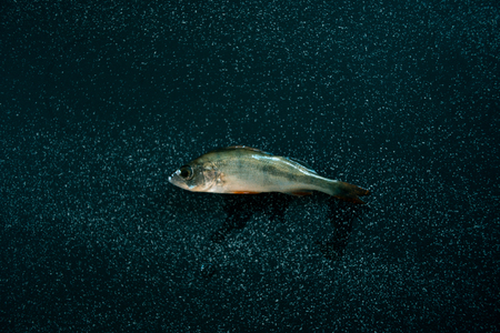 Fresh fish on a black matte backgroundの写真素材