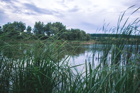 A summer day in the nature near the pond