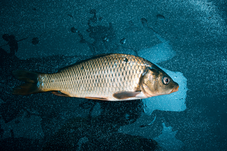 Fresh fish on a black matte backgroundの写真素材