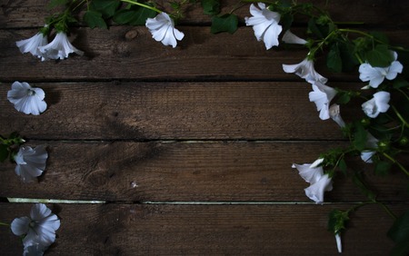 White natural flowers on a wooden background