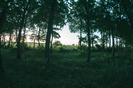 Forest planting in the summer evening landscape