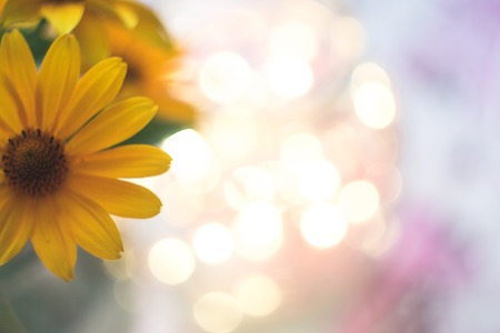 Yellow flowers macro with blurred background and bokehの写真素材