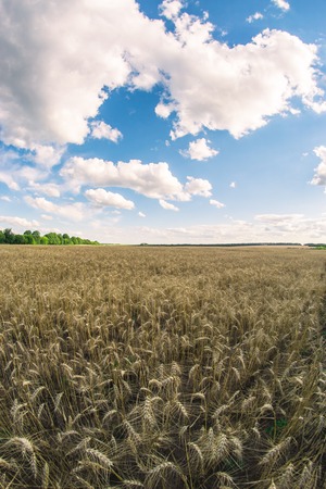 Summer sunny landscape on a fisheye wheat fieldの写真素材