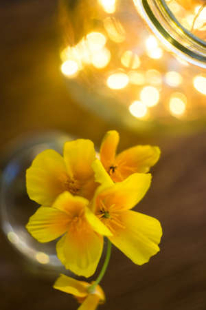 Summer flowers in a glass bulb with a bokehの写真素材