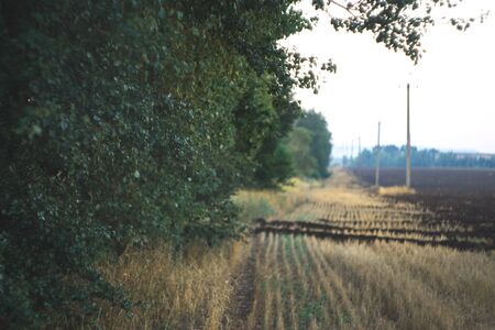 Morning landscape on a field with a blurred backgroundの写真素材