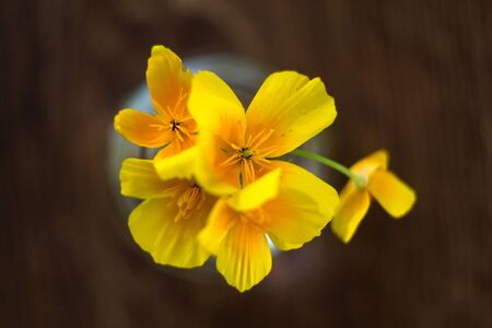 Summer flowers in a glass bulb with a bokehの写真素材