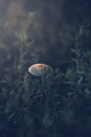 Mushrooms on a summer sunny morning with a blurred backgroundの写真素材