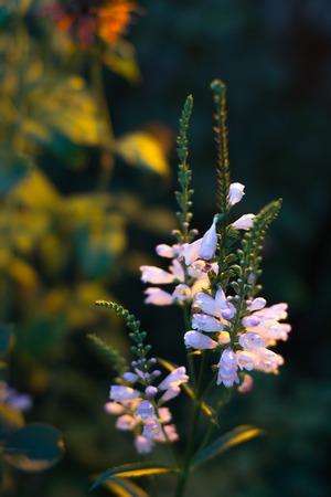 Flowers summer evening against the sunset backgroundの写真素材